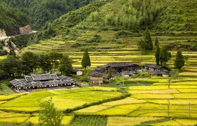 你知道大米都有哪些種類和又都有哪些區(qū)別嗎？