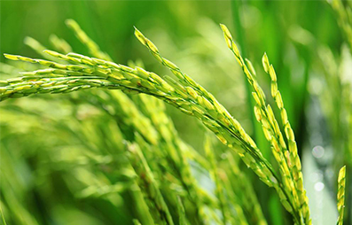 質(zhì)量高和品牌認(rèn)可度高的“好大米”為什么銷售情況不樂(lè)觀