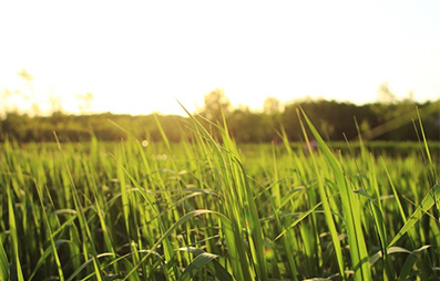煮飯前你會(huì)讓大米先泡水嗎？沒(méi)有試過(guò)的話不妨一試